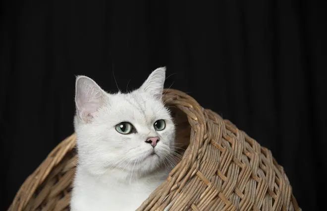 野猫的蜕变给了我们什么启发?